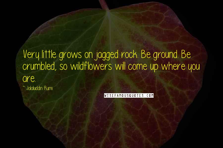 Jalaluddin Rumi Quotes: Very little grows on jagged rock. Be ground. Be crumbled, so wildflowers will come up where you are.