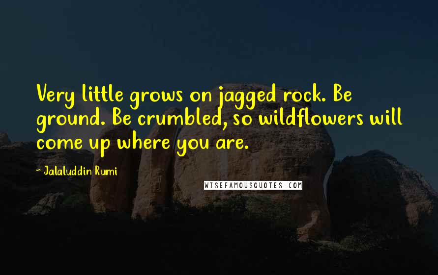 Jalaluddin Rumi Quotes: Very little grows on jagged rock. Be ground. Be crumbled, so wildflowers will come up where you are.