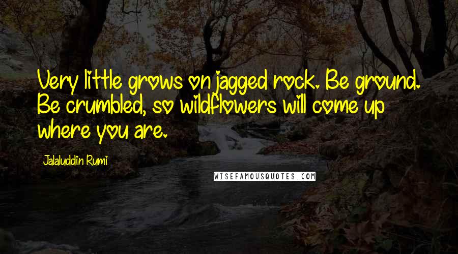 Jalaluddin Rumi Quotes: Very little grows on jagged rock. Be ground. Be crumbled, so wildflowers will come up where you are.