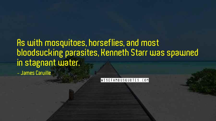 James Carville Quotes: As with mosquitoes, horseflies, and most bloodsucking parasites, Kenneth Starr was spawned in stagnant water.
