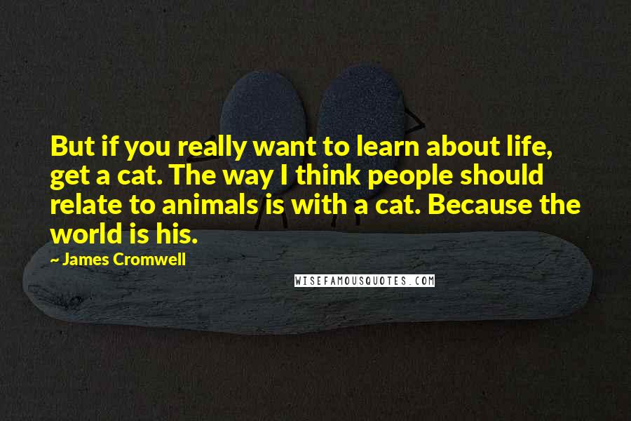 James Cromwell Quotes: But if you really want to learn about life, get a cat. The way I think people should relate to animals is with a cat. Because the world is his.