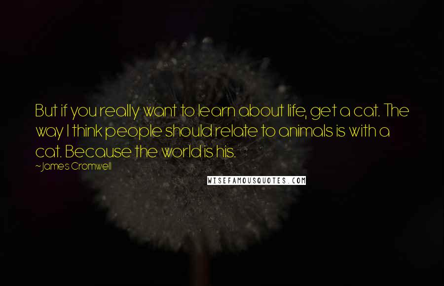 James Cromwell Quotes: But if you really want to learn about life, get a cat. The way I think people should relate to animals is with a cat. Because the world is his.