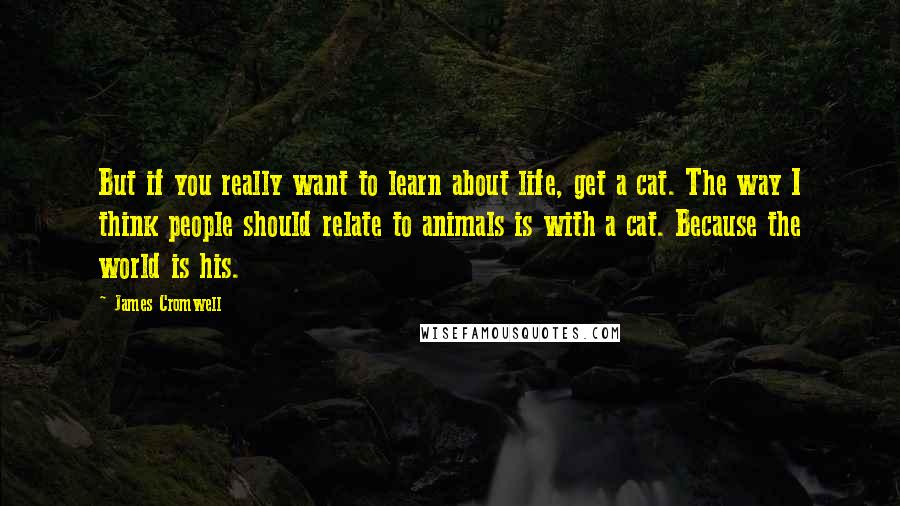 James Cromwell Quotes: But if you really want to learn about life, get a cat. The way I think people should relate to animals is with a cat. Because the world is his.