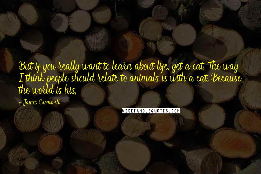 James Cromwell Quotes: But if you really want to learn about life, get a cat. The way I think people should relate to animals is with a cat. Because the world is his.