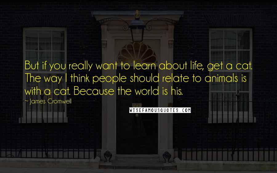 James Cromwell Quotes: But if you really want to learn about life, get a cat. The way I think people should relate to animals is with a cat. Because the world is his.