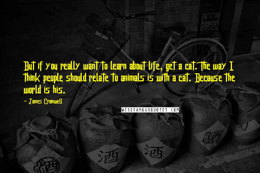 James Cromwell Quotes: But if you really want to learn about life, get a cat. The way I think people should relate to animals is with a cat. Because the world is his.