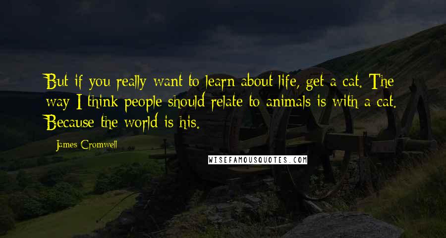 James Cromwell Quotes: But if you really want to learn about life, get a cat. The way I think people should relate to animals is with a cat. Because the world is his.