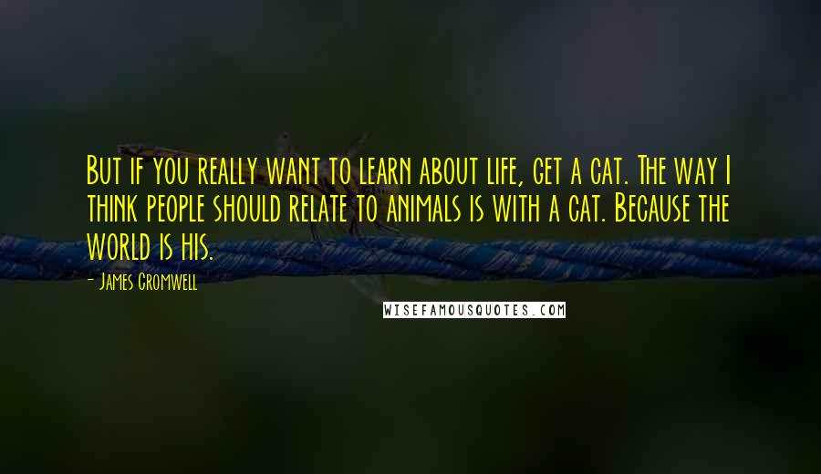 James Cromwell Quotes: But if you really want to learn about life, get a cat. The way I think people should relate to animals is with a cat. Because the world is his.