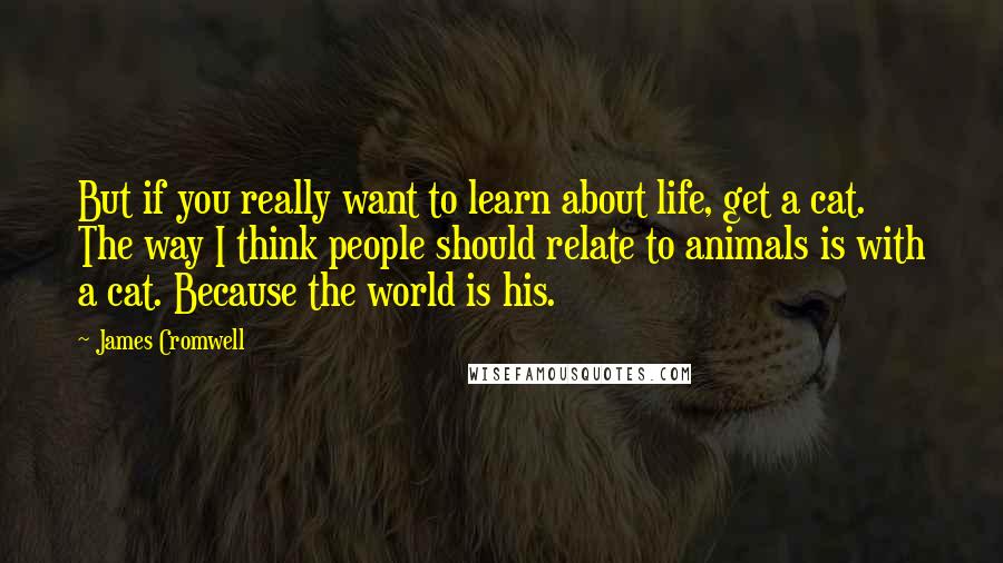 James Cromwell Quotes: But if you really want to learn about life, get a cat. The way I think people should relate to animals is with a cat. Because the world is his.