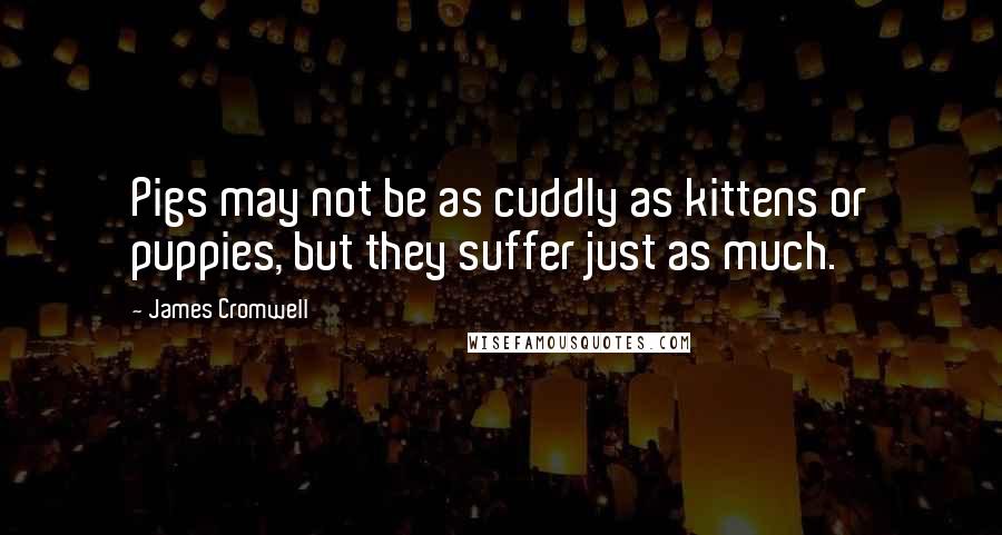 James Cromwell Quotes: Pigs may not be as cuddly as kittens or puppies, but they suffer just as much.