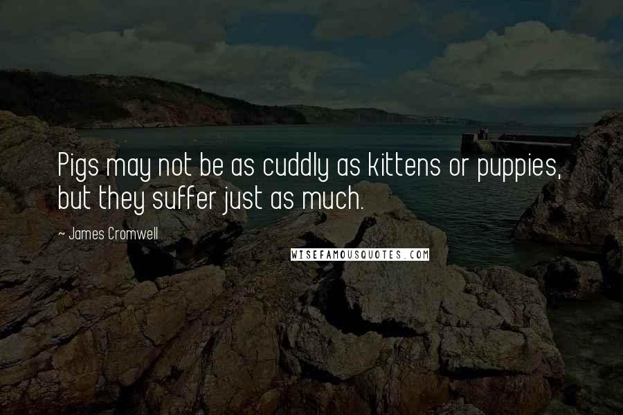 James Cromwell Quotes: Pigs may not be as cuddly as kittens or puppies, but they suffer just as much.