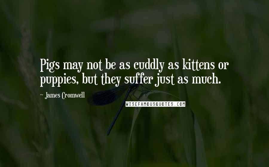James Cromwell Quotes: Pigs may not be as cuddly as kittens or puppies, but they suffer just as much.