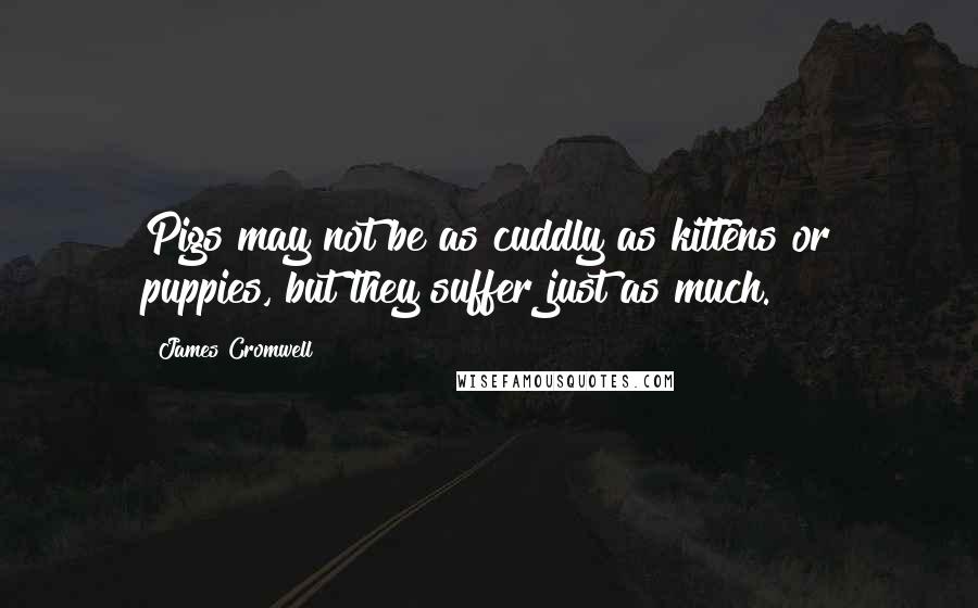 James Cromwell Quotes: Pigs may not be as cuddly as kittens or puppies, but they suffer just as much.