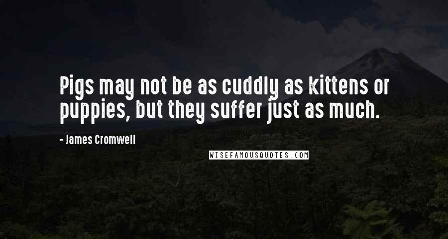 James Cromwell Quotes: Pigs may not be as cuddly as kittens or puppies, but they suffer just as much.