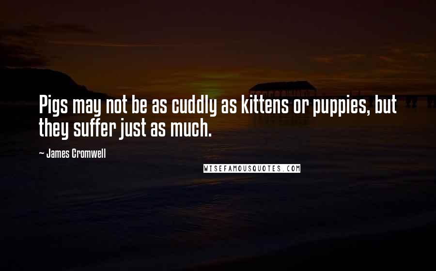 James Cromwell Quotes: Pigs may not be as cuddly as kittens or puppies, but they suffer just as much.