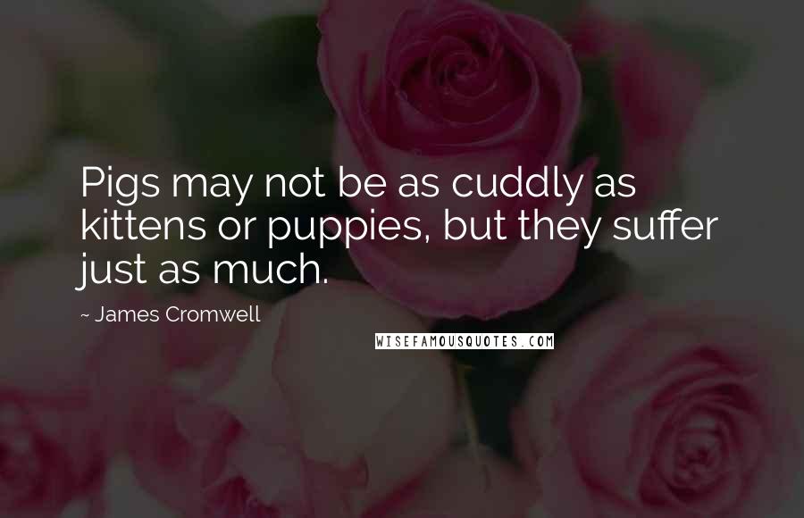 James Cromwell Quotes: Pigs may not be as cuddly as kittens or puppies, but they suffer just as much.