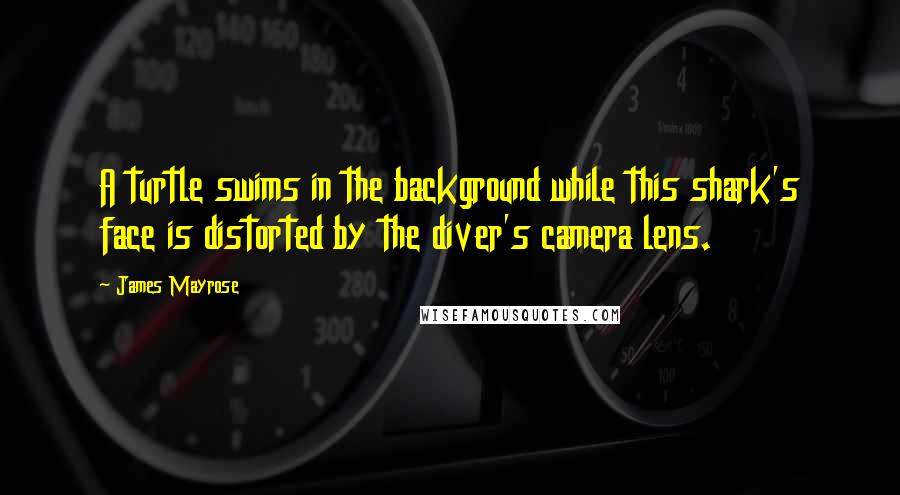 James Mayrose Quotes: A turtle swims in the background while this shark's face is distorted by the diver's camera lens.