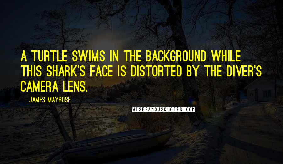 James Mayrose Quotes: A turtle swims in the background while this shark's face is distorted by the diver's camera lens.