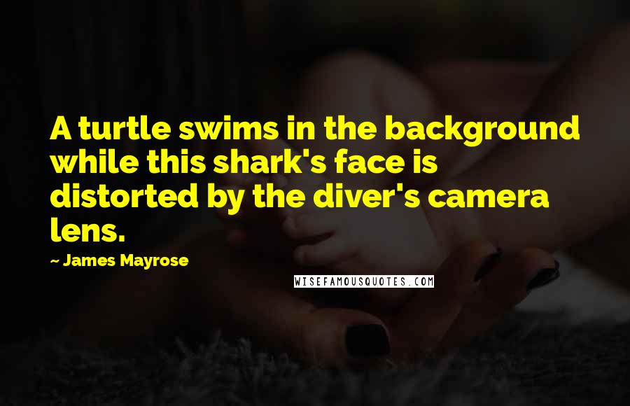 James Mayrose Quotes: A turtle swims in the background while this shark's face is distorted by the diver's camera lens.