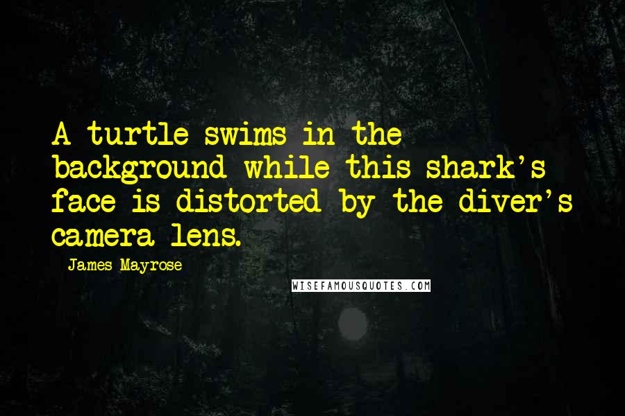 James Mayrose Quotes: A turtle swims in the background while this shark's face is distorted by the diver's camera lens.