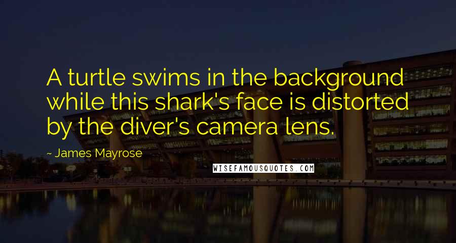 James Mayrose Quotes: A turtle swims in the background while this shark's face is distorted by the diver's camera lens.