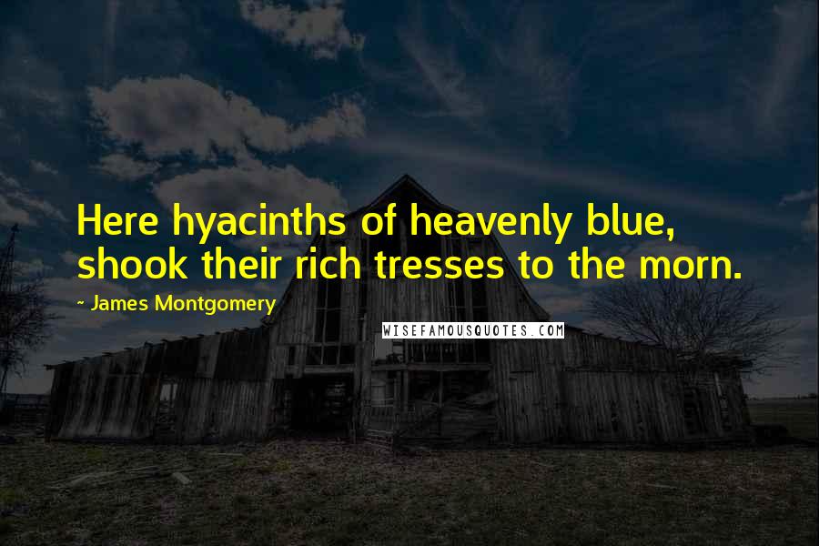 James Montgomery Quotes: Here hyacinths of heavenly blue, shook their rich tresses to the morn.