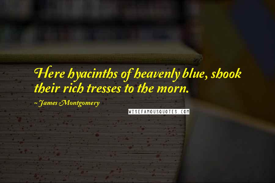 James Montgomery Quotes: Here hyacinths of heavenly blue, shook their rich tresses to the morn.