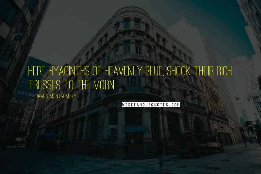 James Montgomery Quotes: Here hyacinths of heavenly blue, shook their rich tresses to the morn.