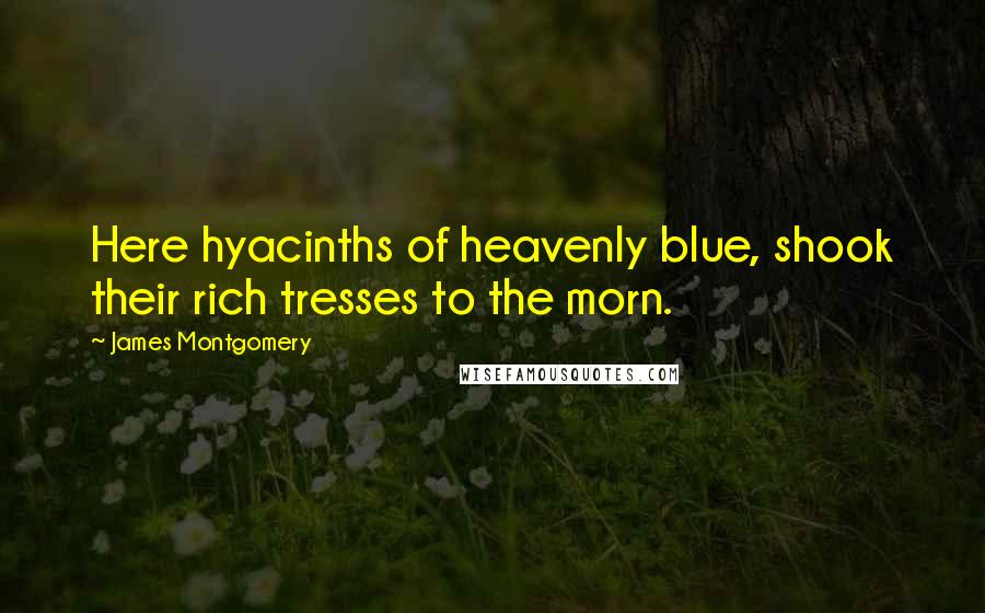 James Montgomery Quotes: Here hyacinths of heavenly blue, shook their rich tresses to the morn.