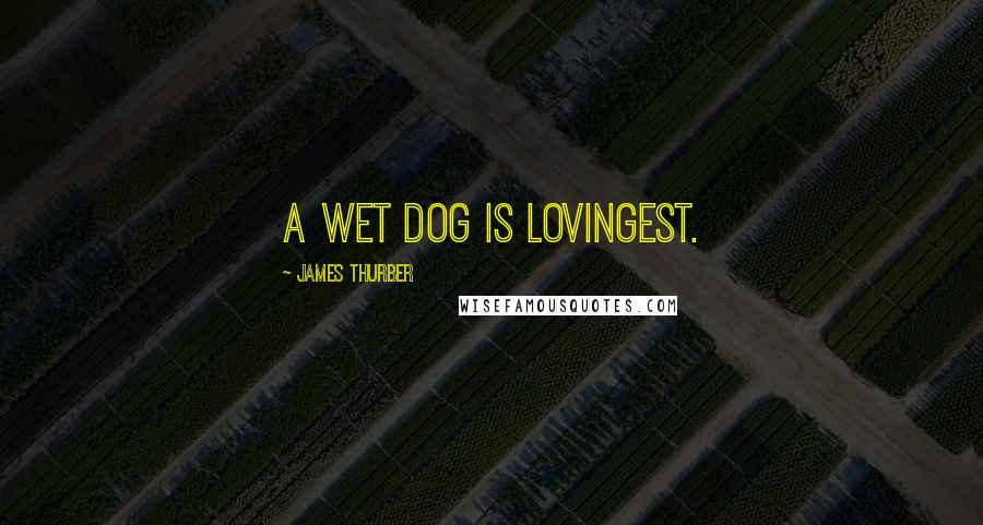 James Thurber Quotes: A wet dog is lovingest.