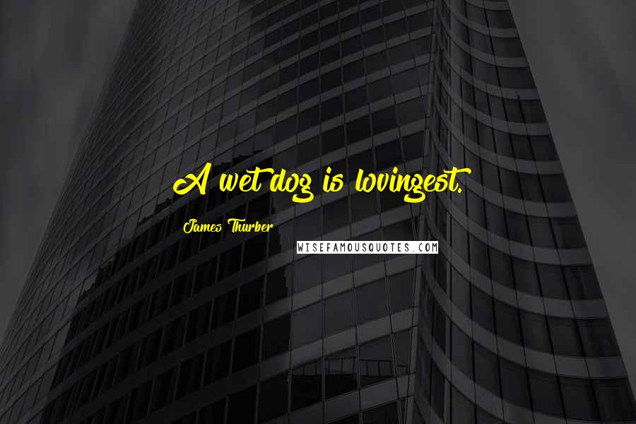 James Thurber Quotes: A wet dog is lovingest.