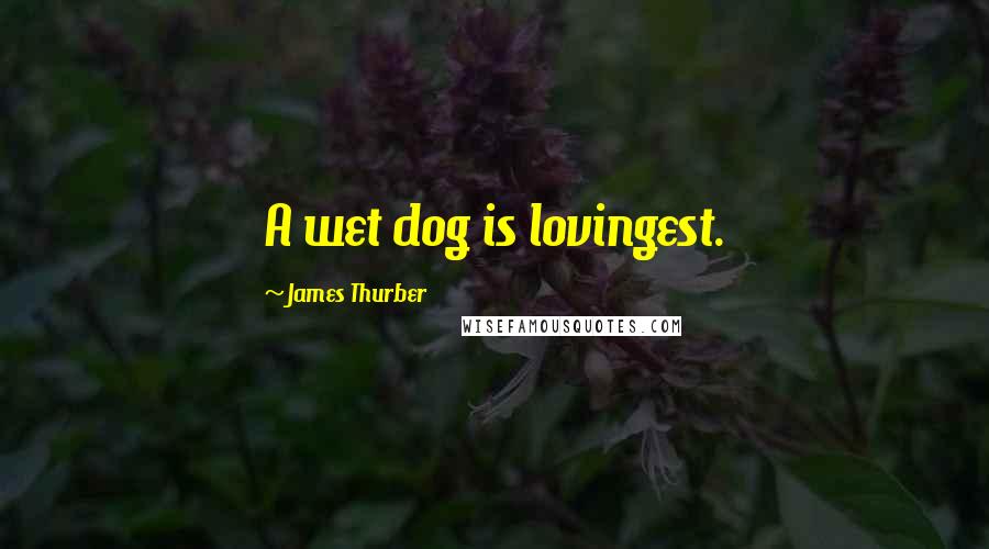 James Thurber Quotes: A wet dog is lovingest.
