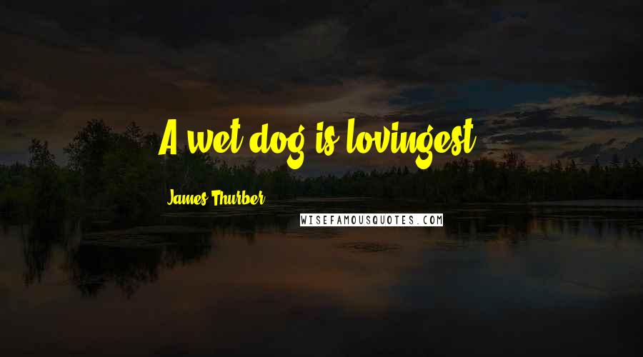 James Thurber Quotes: A wet dog is lovingest.