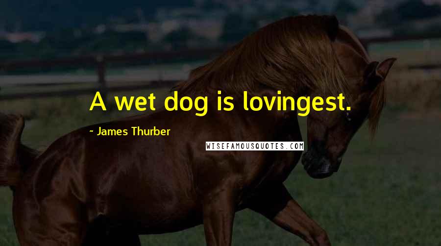 James Thurber Quotes: A wet dog is lovingest.