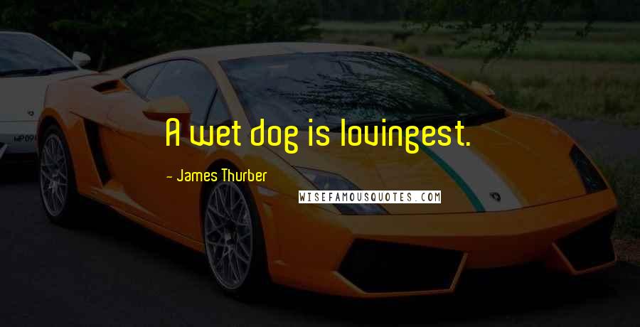 James Thurber Quotes: A wet dog is lovingest.