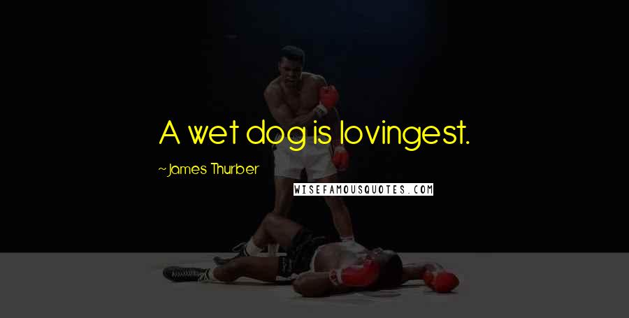 James Thurber Quotes: A wet dog is lovingest.