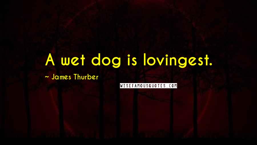 James Thurber Quotes: A wet dog is lovingest.