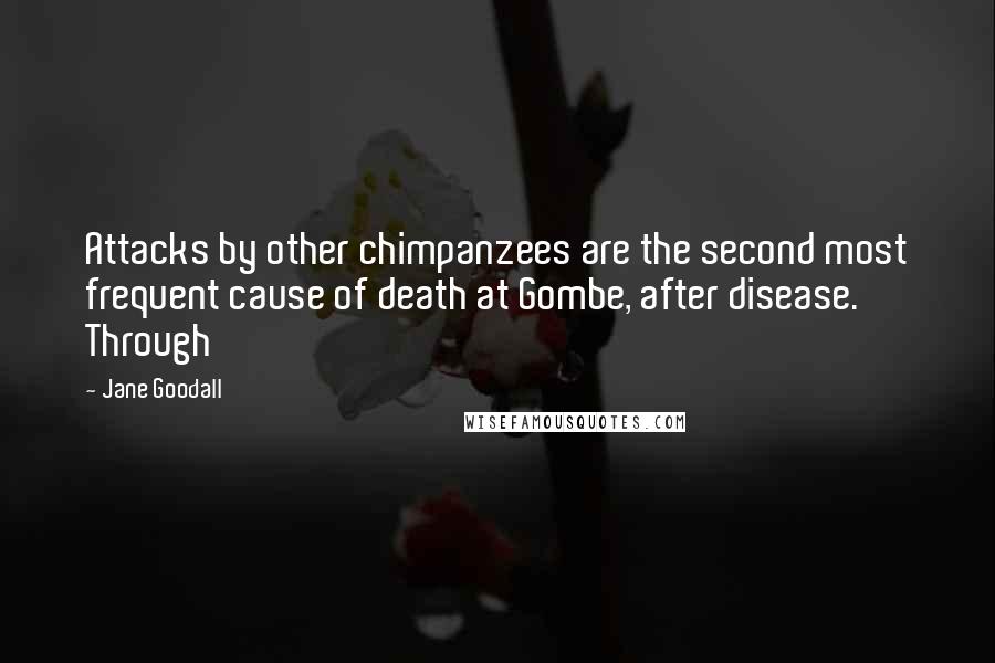 Jane Goodall Quotes: Attacks by other chimpanzees are the second most frequent cause of death at Gombe, after disease. Through