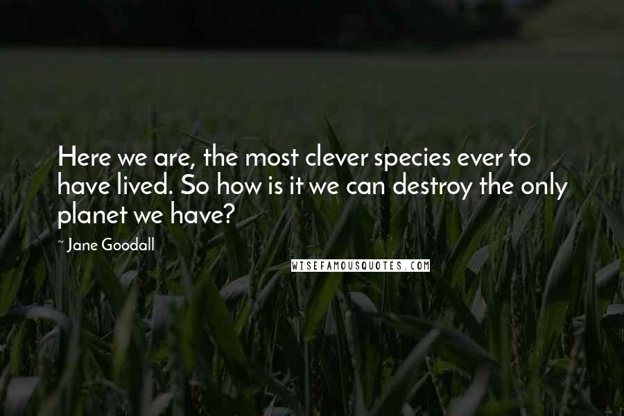 Jane Goodall Quotes: Here we are, the most clever species ever to have lived. So how is it we can destroy the only planet we have?