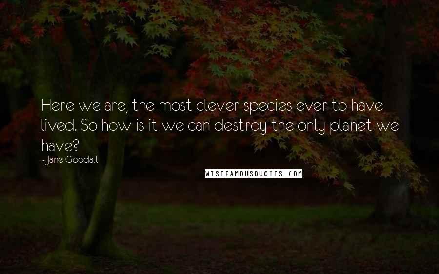 Jane Goodall Quotes: Here we are, the most clever species ever to have lived. So how is it we can destroy the only planet we have?