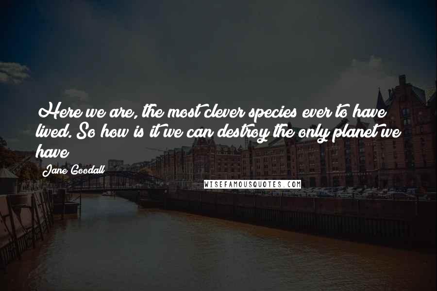 Jane Goodall Quotes: Here we are, the most clever species ever to have lived. So how is it we can destroy the only planet we have?