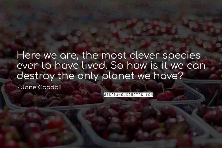 Jane Goodall Quotes: Here we are, the most clever species ever to have lived. So how is it we can destroy the only planet we have?