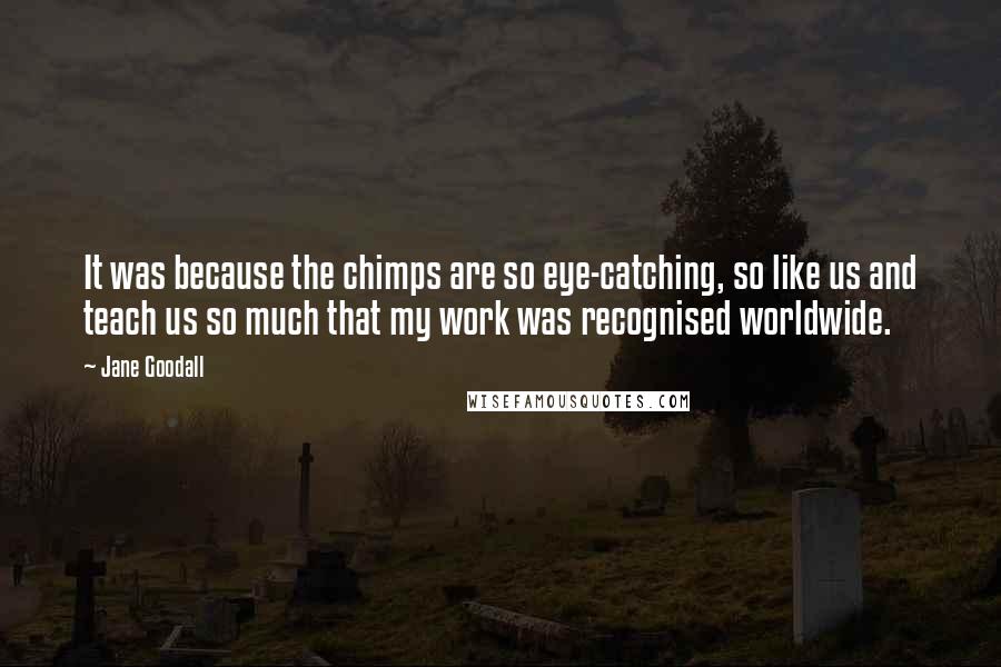 Jane Goodall Quotes: It was because the chimps are so eye-catching, so like us and teach us so much that my work was recognised worldwide.