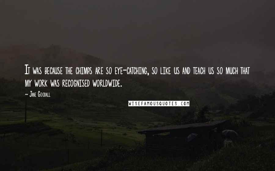 Jane Goodall Quotes: It was because the chimps are so eye-catching, so like us and teach us so much that my work was recognised worldwide.