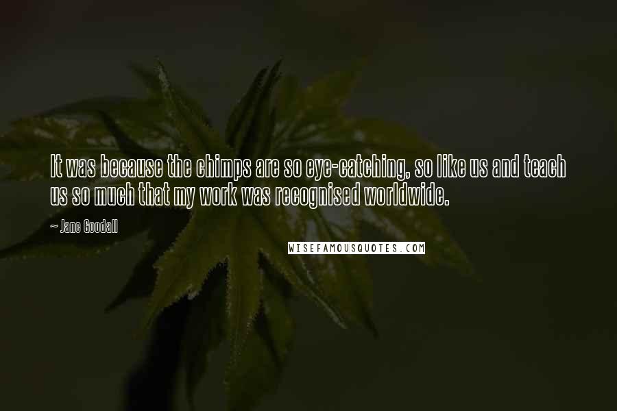 Jane Goodall Quotes: It was because the chimps are so eye-catching, so like us and teach us so much that my work was recognised worldwide.