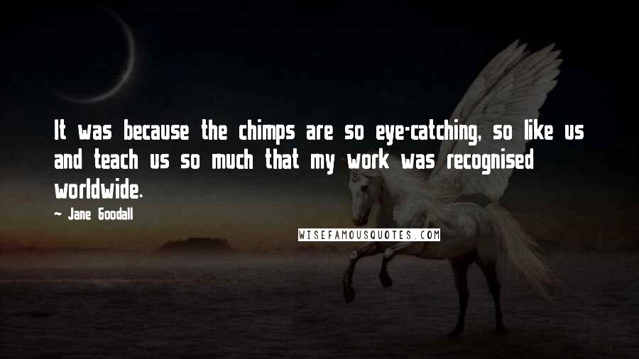 Jane Goodall Quotes: It was because the chimps are so eye-catching, so like us and teach us so much that my work was recognised worldwide.