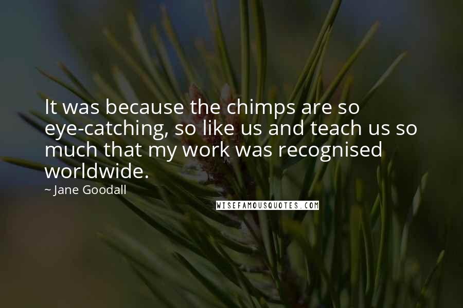 Jane Goodall Quotes: It was because the chimps are so eye-catching, so like us and teach us so much that my work was recognised worldwide.