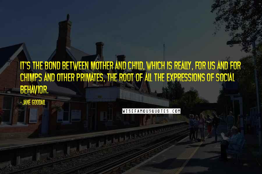 Jane Goodall Quotes: It's the bond between mother and child, which is really, for us and for chimps and other primates, the root of all the expressions of social behavior.