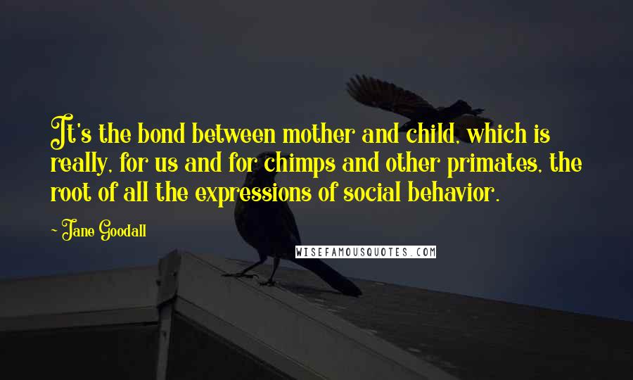 Jane Goodall Quotes: It's the bond between mother and child, which is really, for us and for chimps and other primates, the root of all the expressions of social behavior.