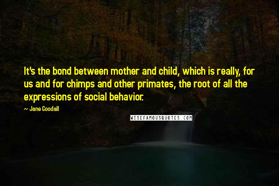 Jane Goodall Quotes: It's the bond between mother and child, which is really, for us and for chimps and other primates, the root of all the expressions of social behavior.